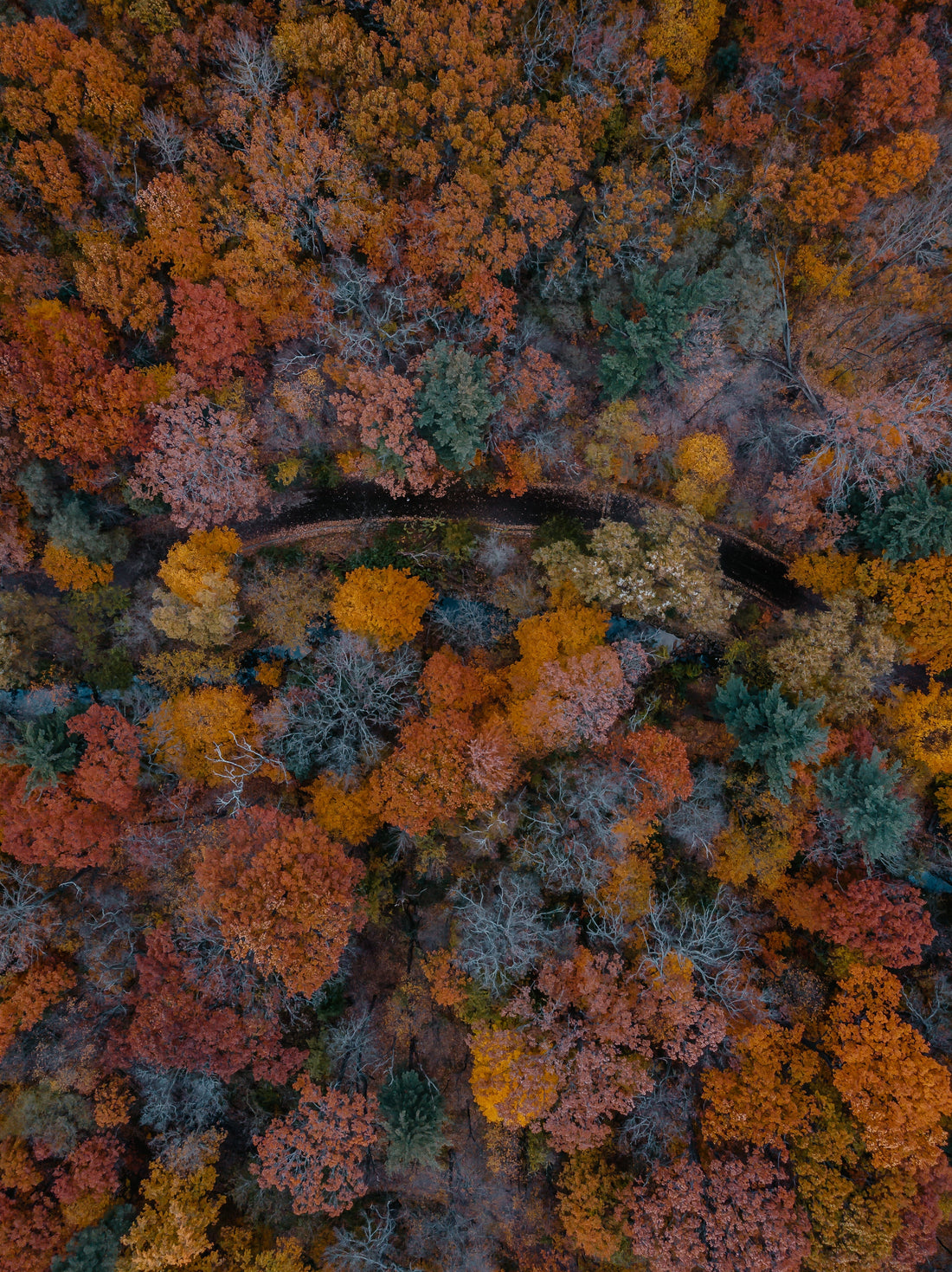 Composting in the Fall: Turning Autumn Leaves into Garden Gold