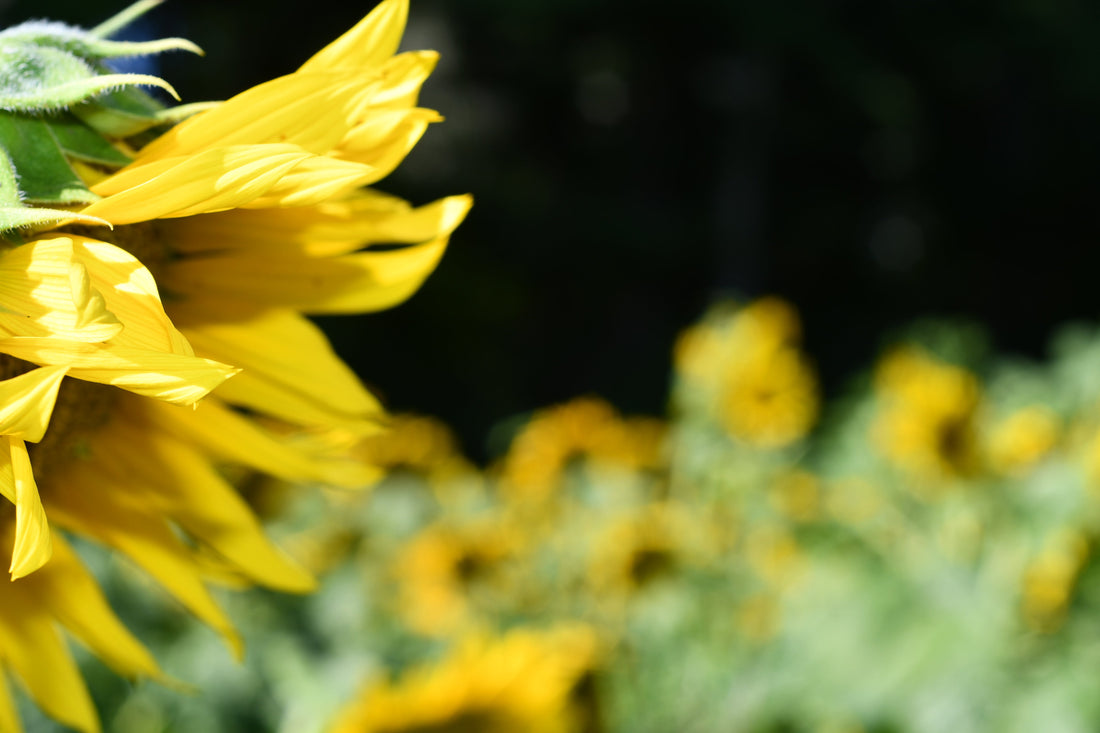 From Farm to Table: How Growing Your Own Food Mitigates Risks in the Agricultural Sector